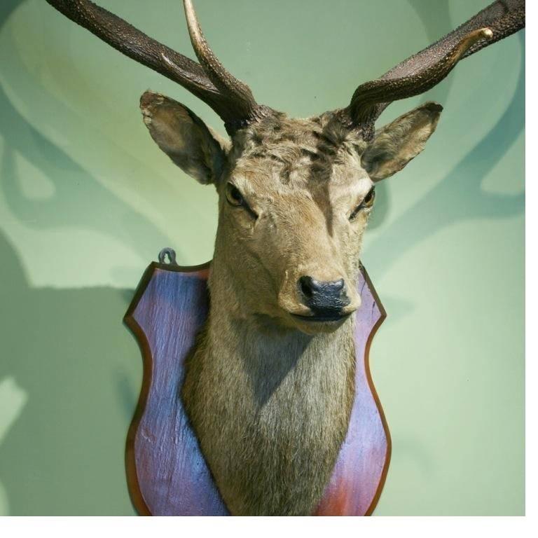 taxidermy stag head