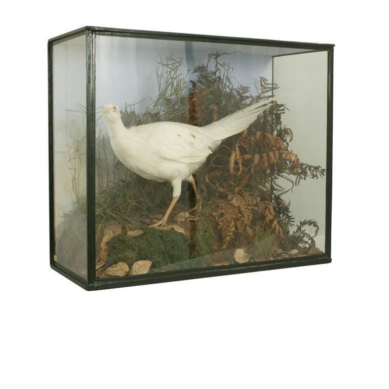 A well prepared albino Pheasant mounted in a naturalistic setting in an ebonized glazed display case by Rowland Ward. There is a paper trade label on the inside of the case \'Rowland Ward & Co., Naturalists, Zoological Studios, 166 Piccadilly,