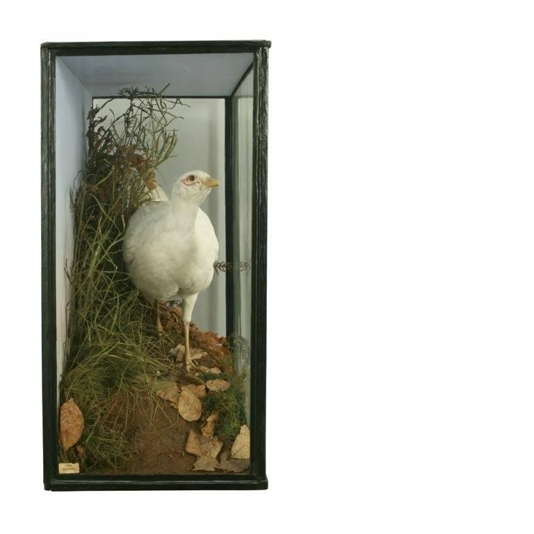 Vintage Taxidermy, Cased Albino Pheasant In Good Condition In Oxfordshire, GB