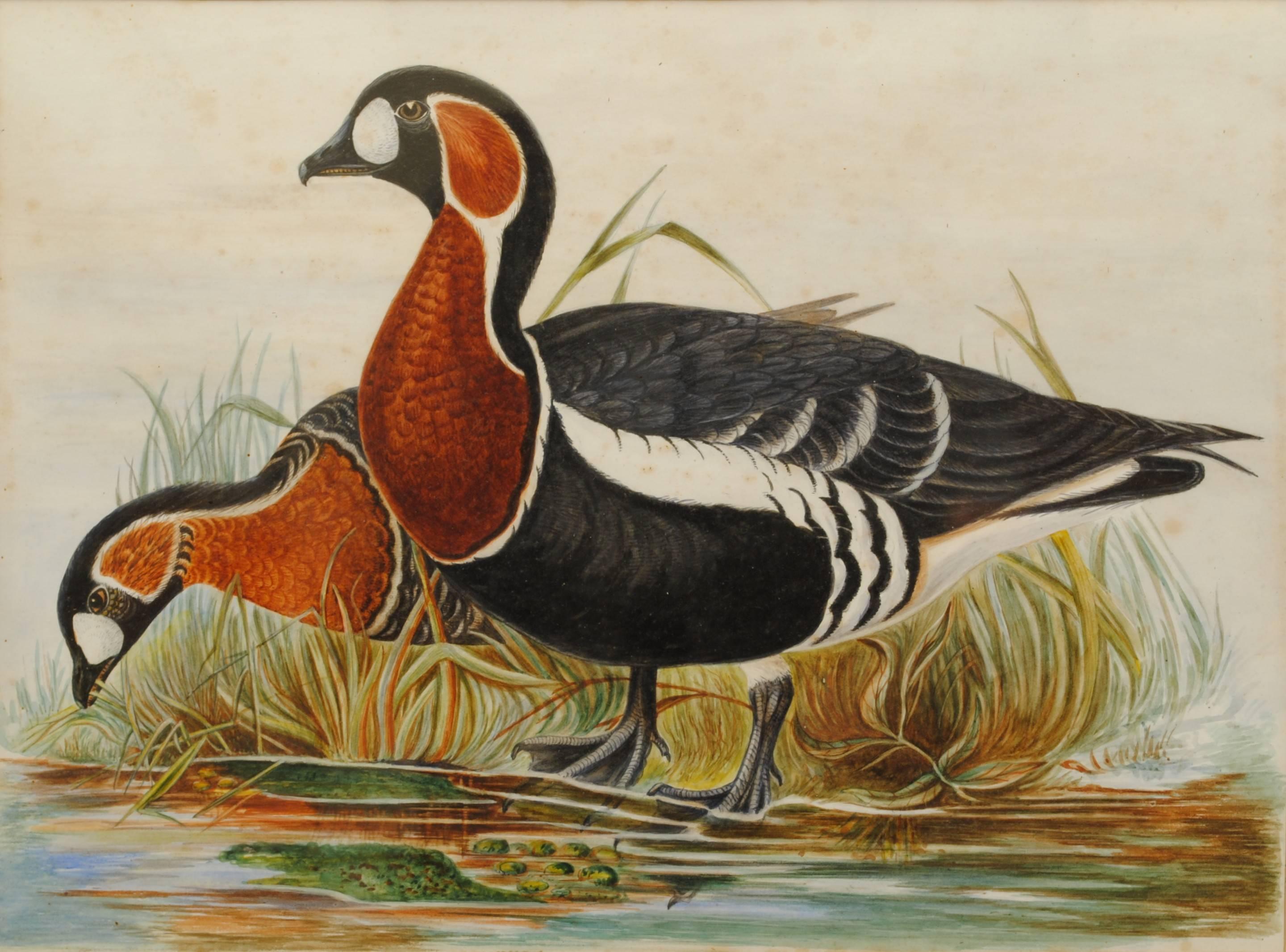 A 19th century watercolor of a pair of red breasted geese at the waterside in original burr maple frame.