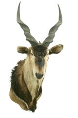 Giant Eland Taxidermy Mount