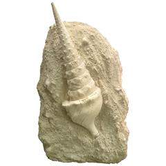 Large Decorative Fossil 9