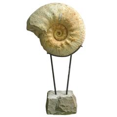 Ammonite Set on Metal Base 4