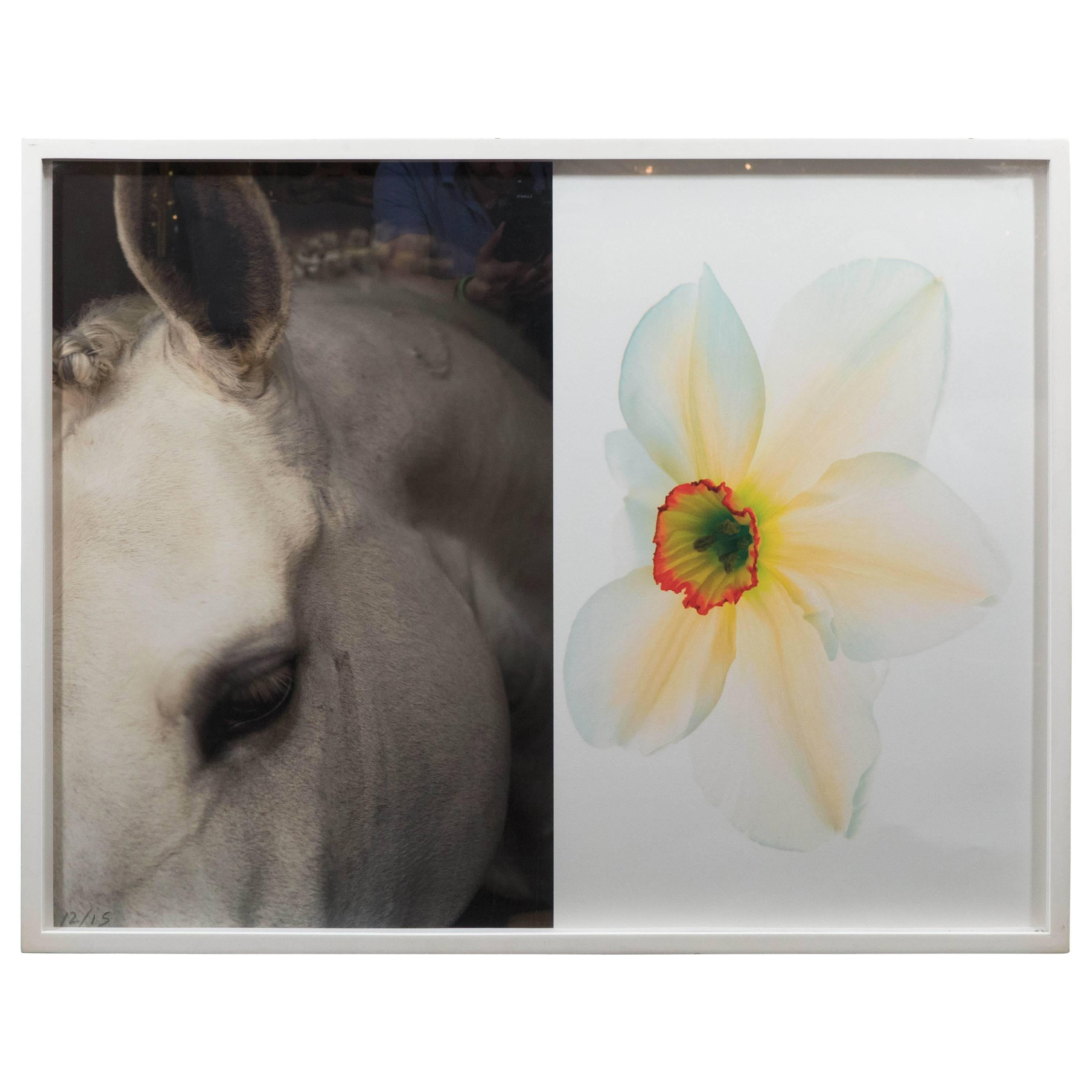 Christopher Makos/Paul Solberg "Horse & Flower" Photograph Series For Sale