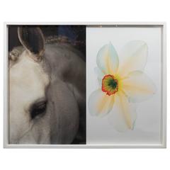 Christopher Makos/Paul Solberg "Horse & Flower" Photograph Series