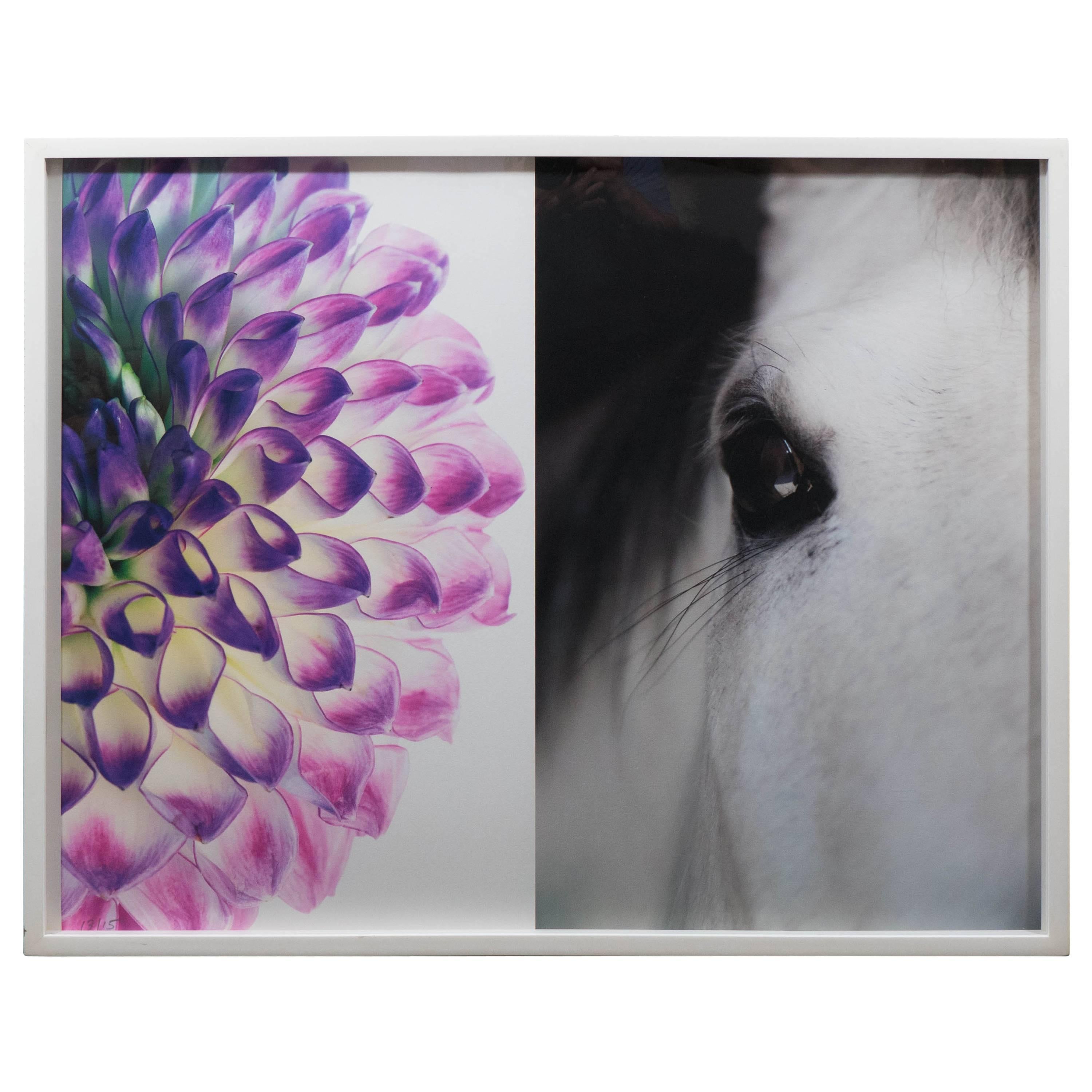 Série de photographies « Cheval et fleurs » de Christopher Makos / Paul Solberg