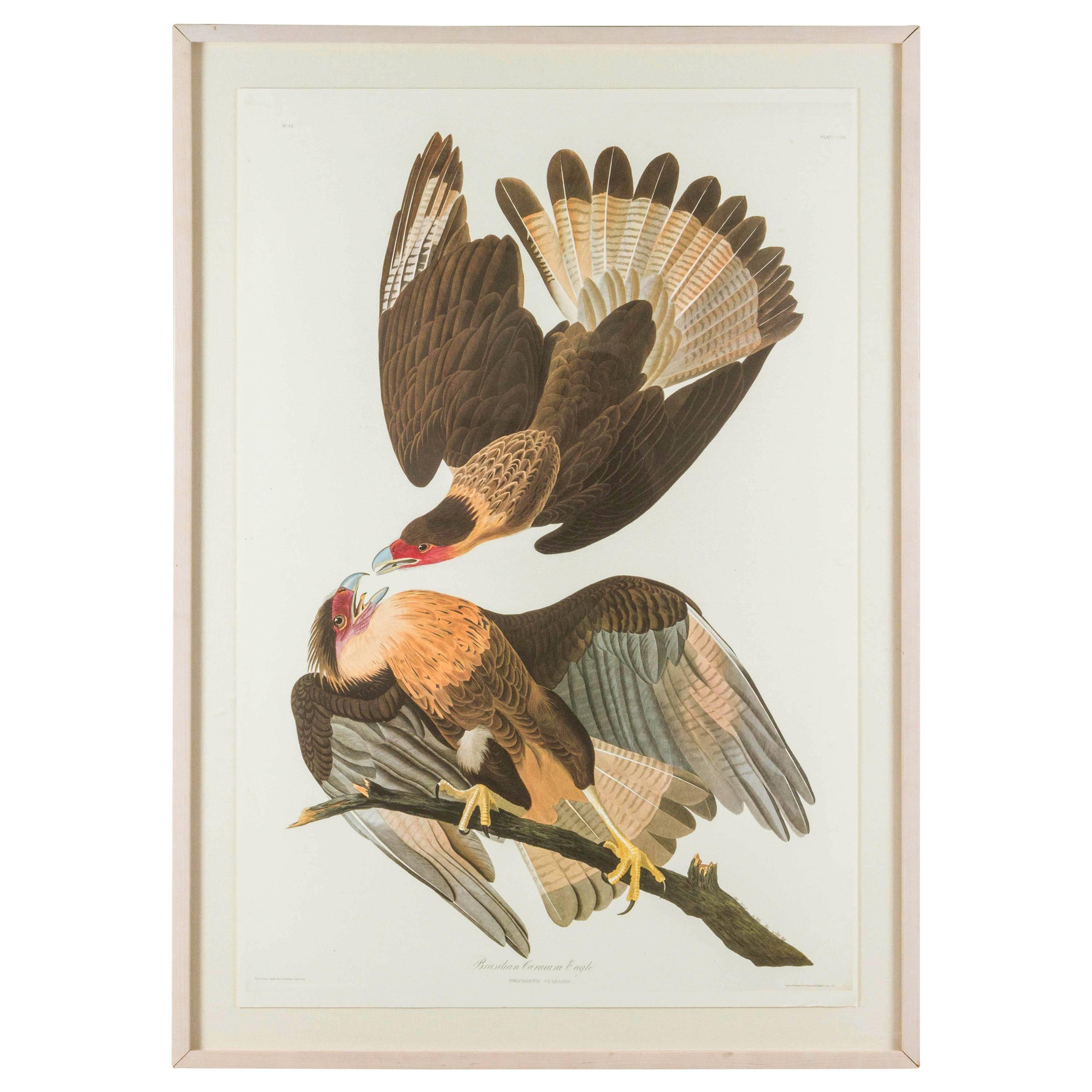 Brazilian Caracara Eagle Audubon Print