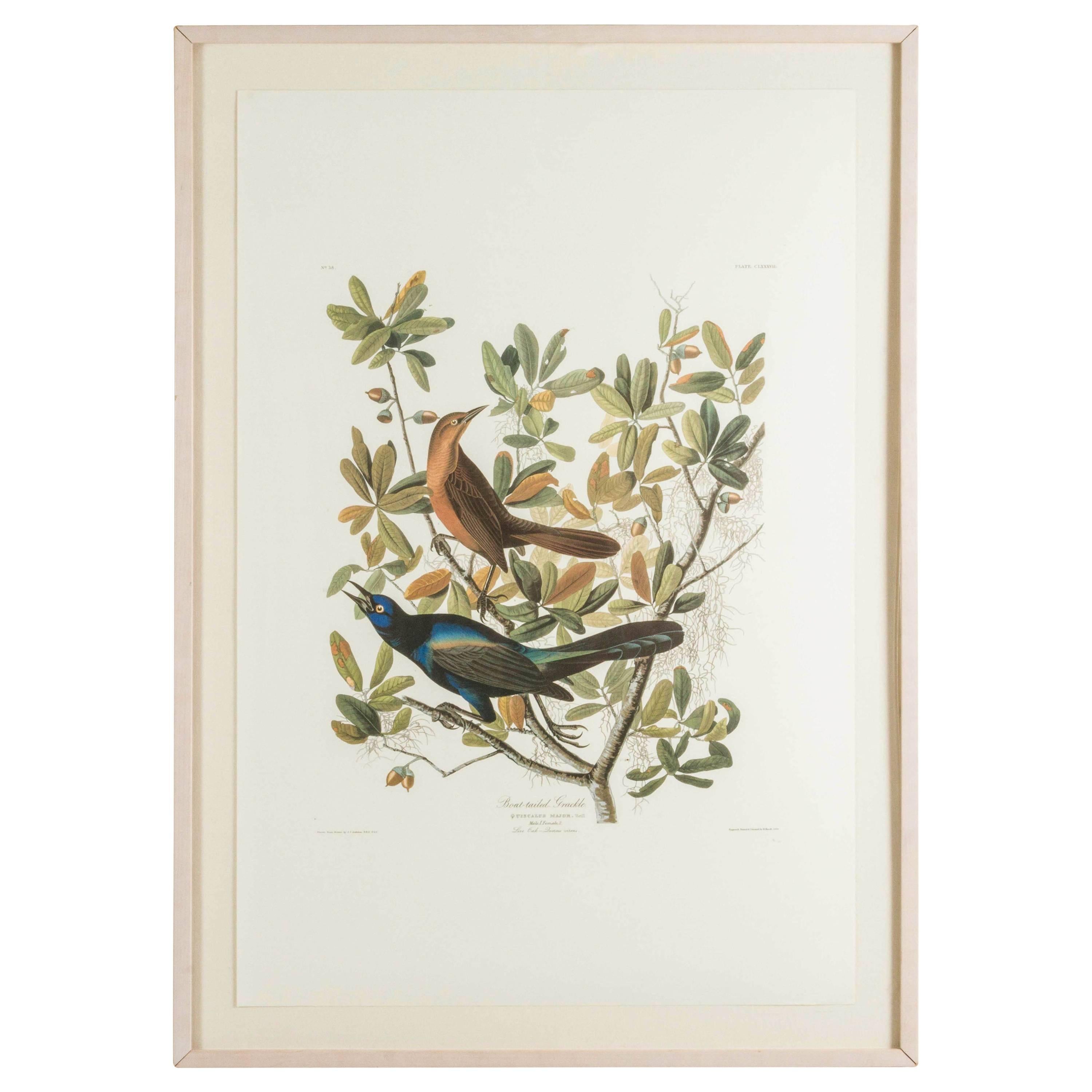 Boat-Tailed Grackle Audubon print