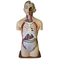Vintage Anatomic Model, 1920s