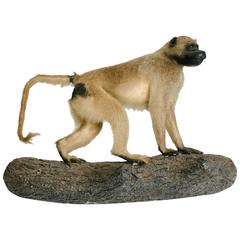 Vintage Baboon Taxidermy Mount 2