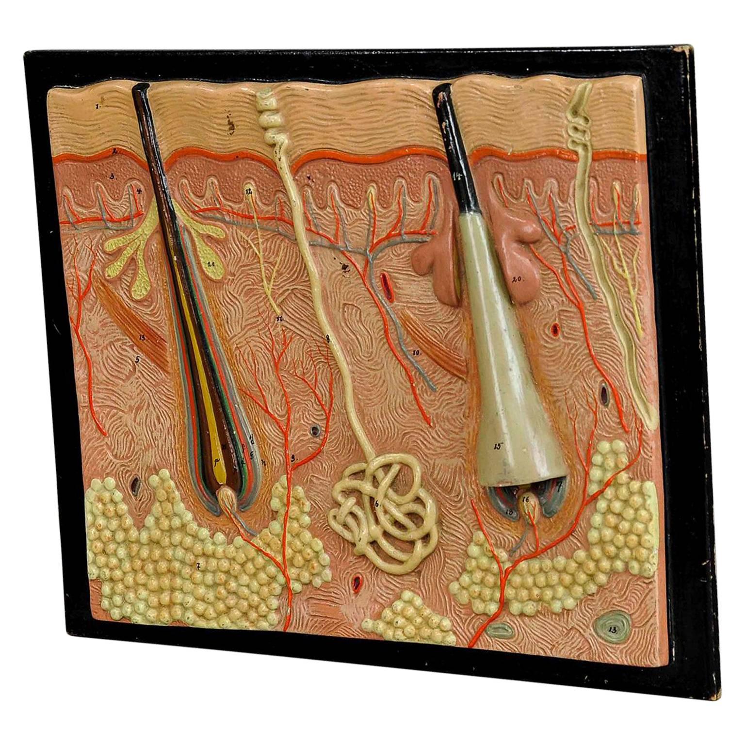 Antique Teaching Aid Human Skin Model on Wooden Plate