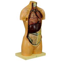 Antique 3D Anatomical Torso by SOMSO, circa 1930