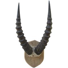 Pair of Roan Antelope Horns