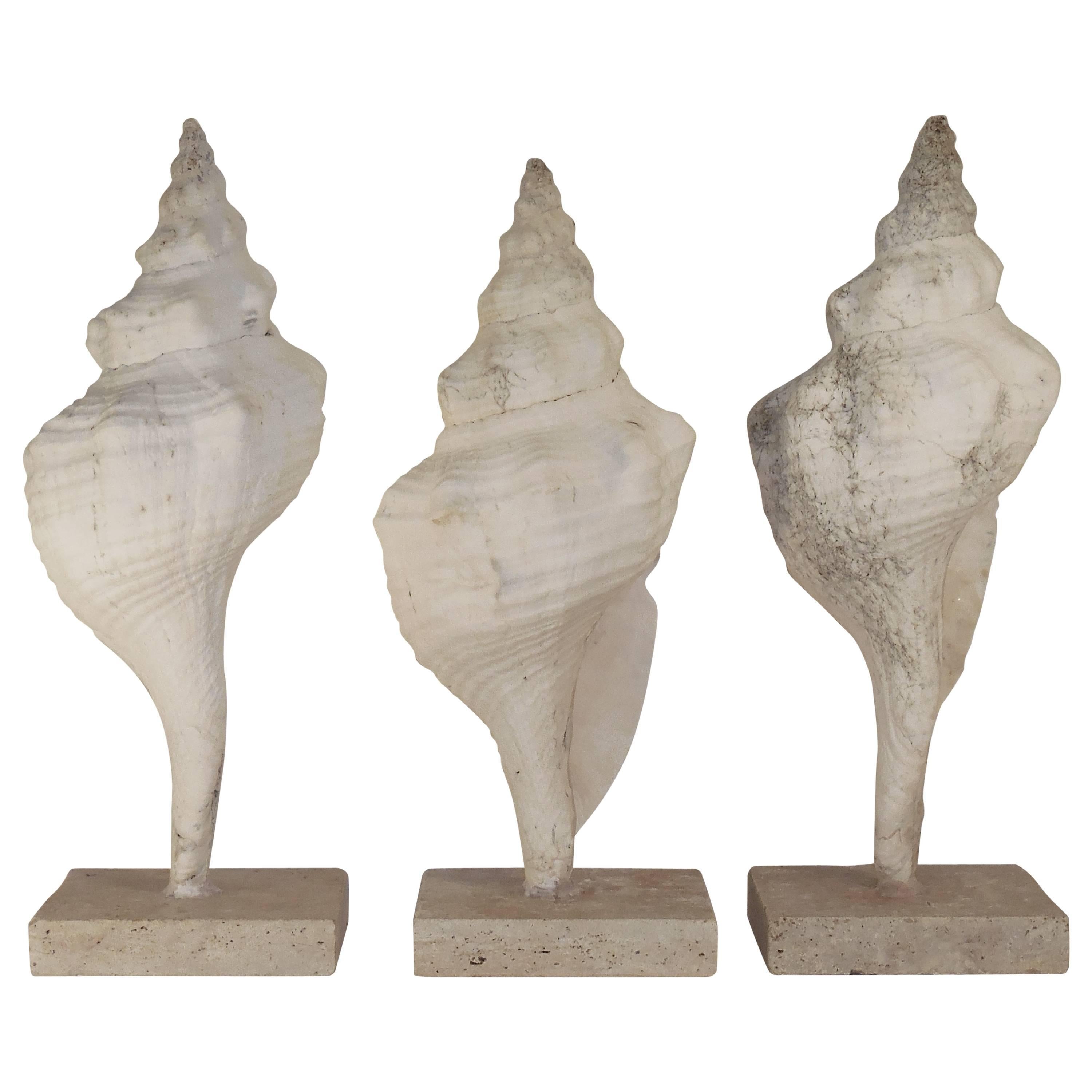 Set of Three Mounted Sea Shells