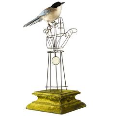 Fine Taxidermy Iberian Azure-Winged Magpie by Sinke & Van Tongeren 3