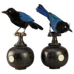 Set of Male and Female San Blas Jays by Sinke & Van Tongeren