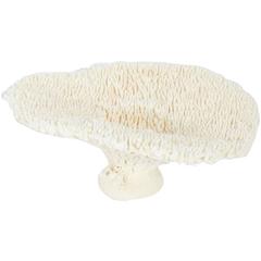 Table Coral Sculpture