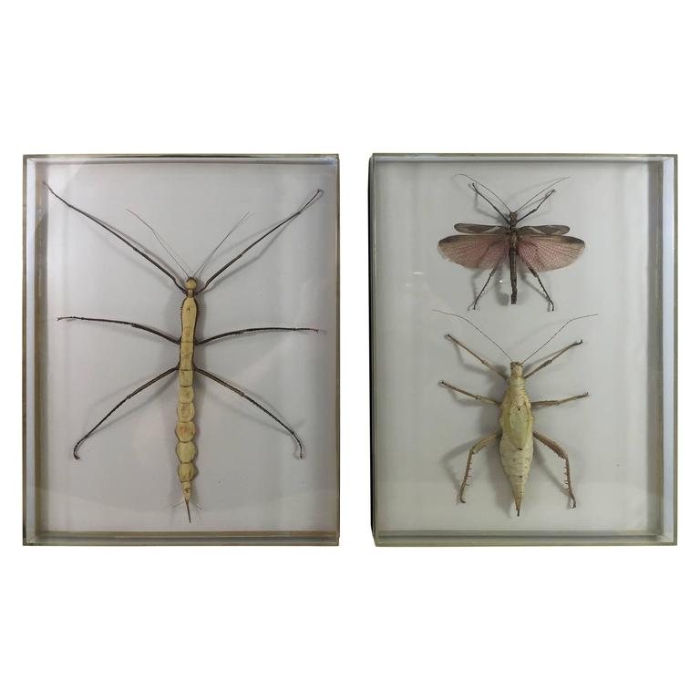 Two Museum Mounted Exotic Specimen Insects For Sale at 1stdibs