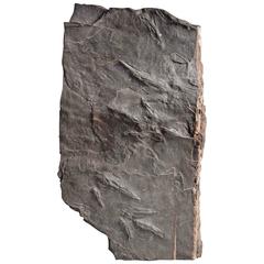 Fossilized Dinosaur Footprints, Early Jurassic Period