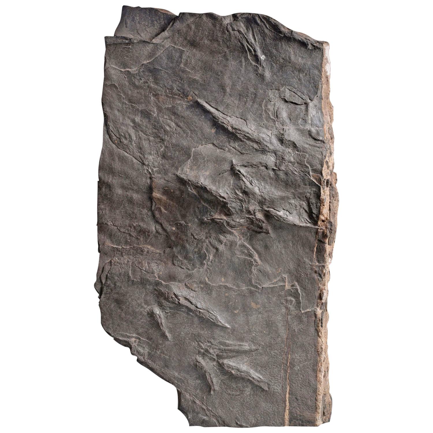 fossilized dinosaur footprints