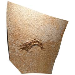 Antique Large Shrimp Fossil Plaque, Late Jurassic Period