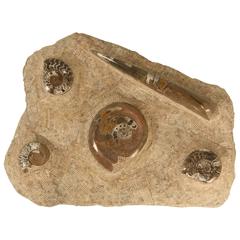 Ammonite Fossils