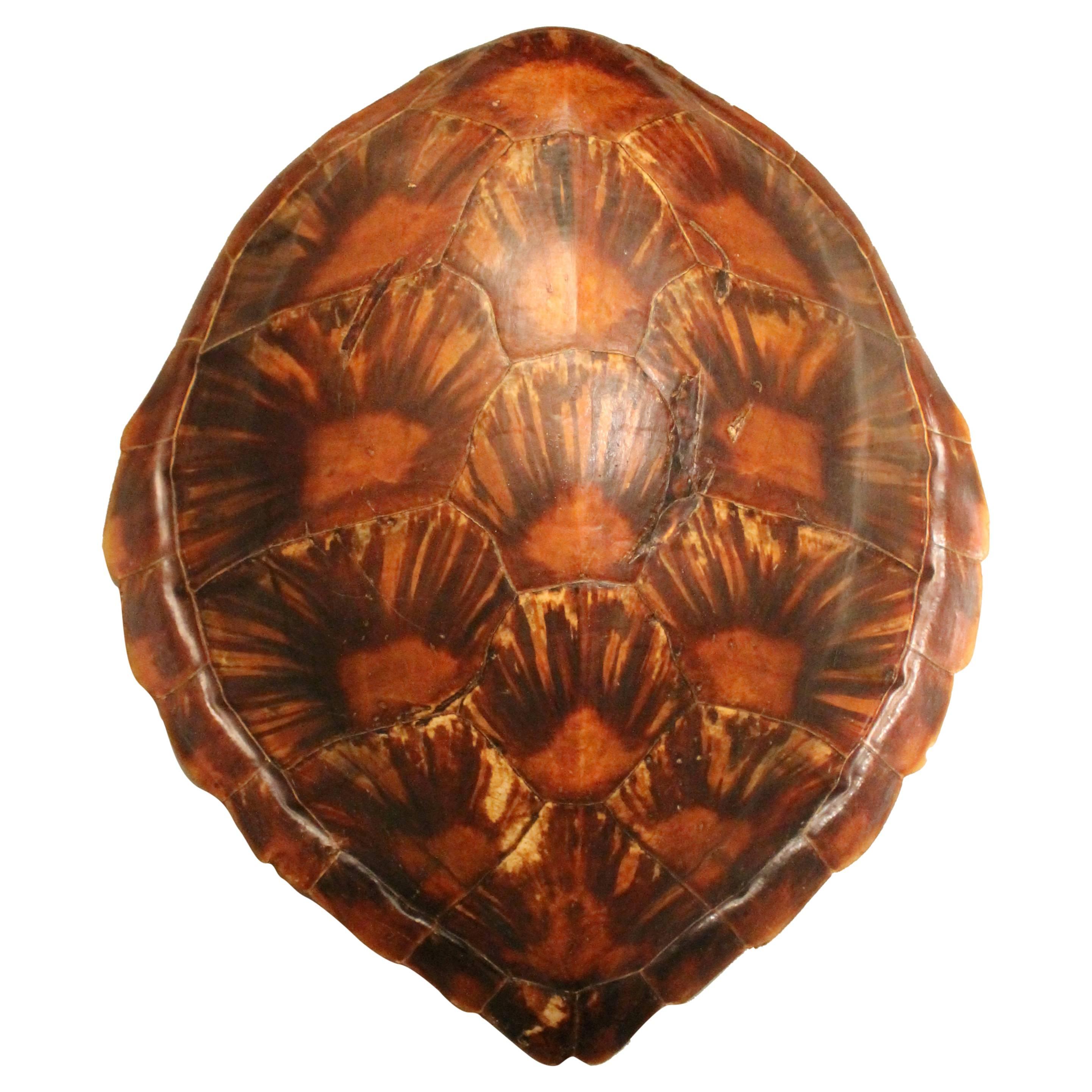 Shield of a Sea Turtle, circa 1930