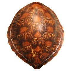 Shield of a Sea Turtle, circa 1930