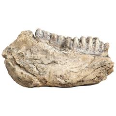 Fossilized Mammoth Jaw 8