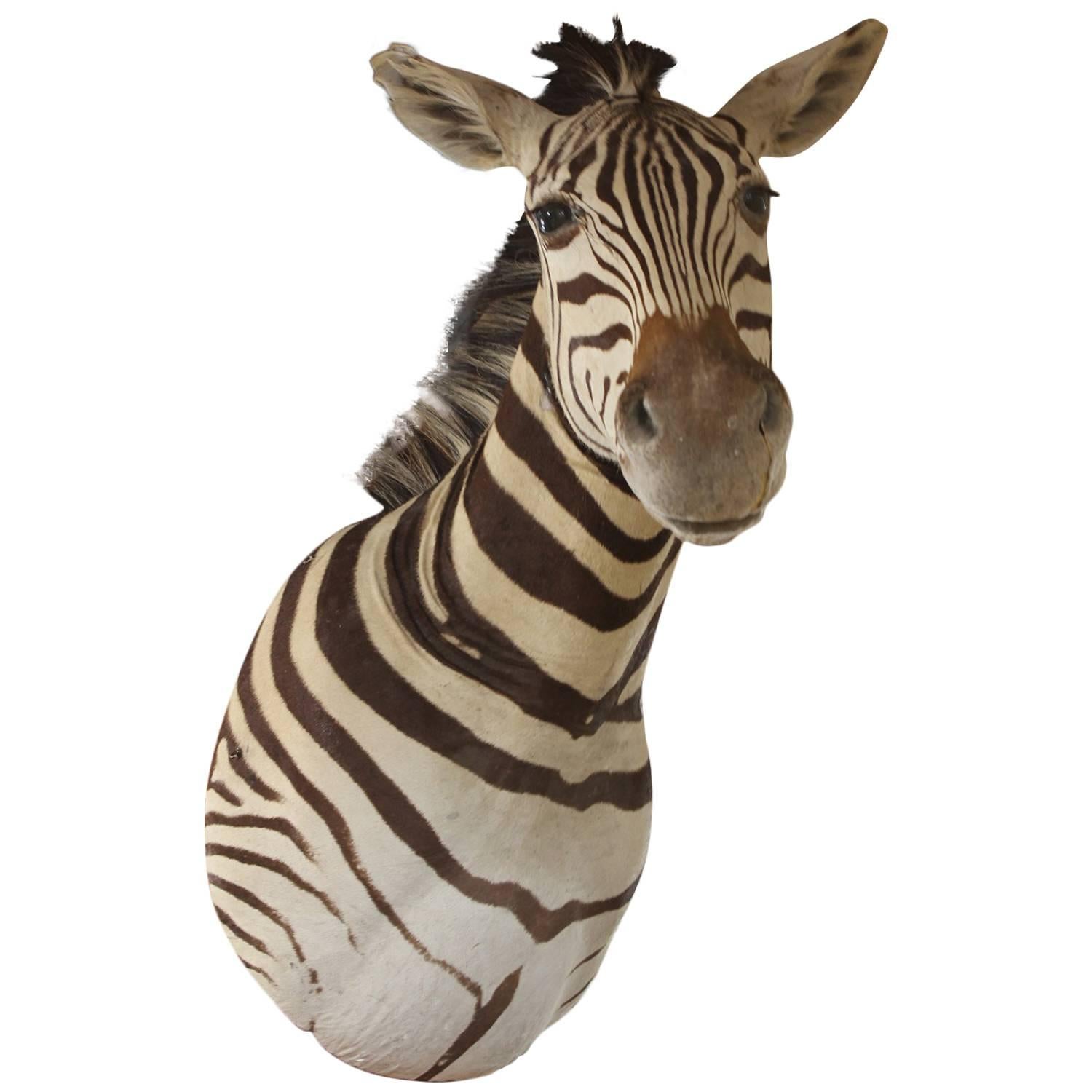 Vintage Zebra Mount Taxidermy