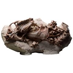 Large Fossil Oreodont Group from South Dakota 3