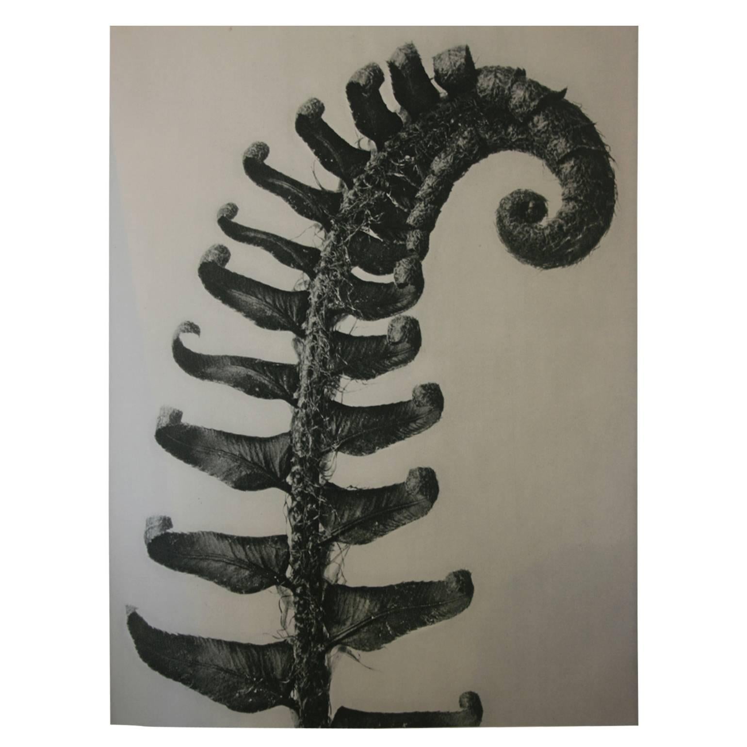 Original Karl Blossfeldt First Edition Photogravure, 1928 For Sale