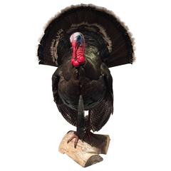 Taxidermy American Turkey, Narragansett Tom