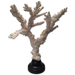 Coral Mounted on a Turned Wooden Base 