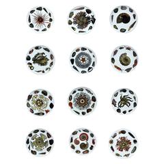 Piero Fornasetti Conchiglie Seashell Pattern Set of Twelve Plates.