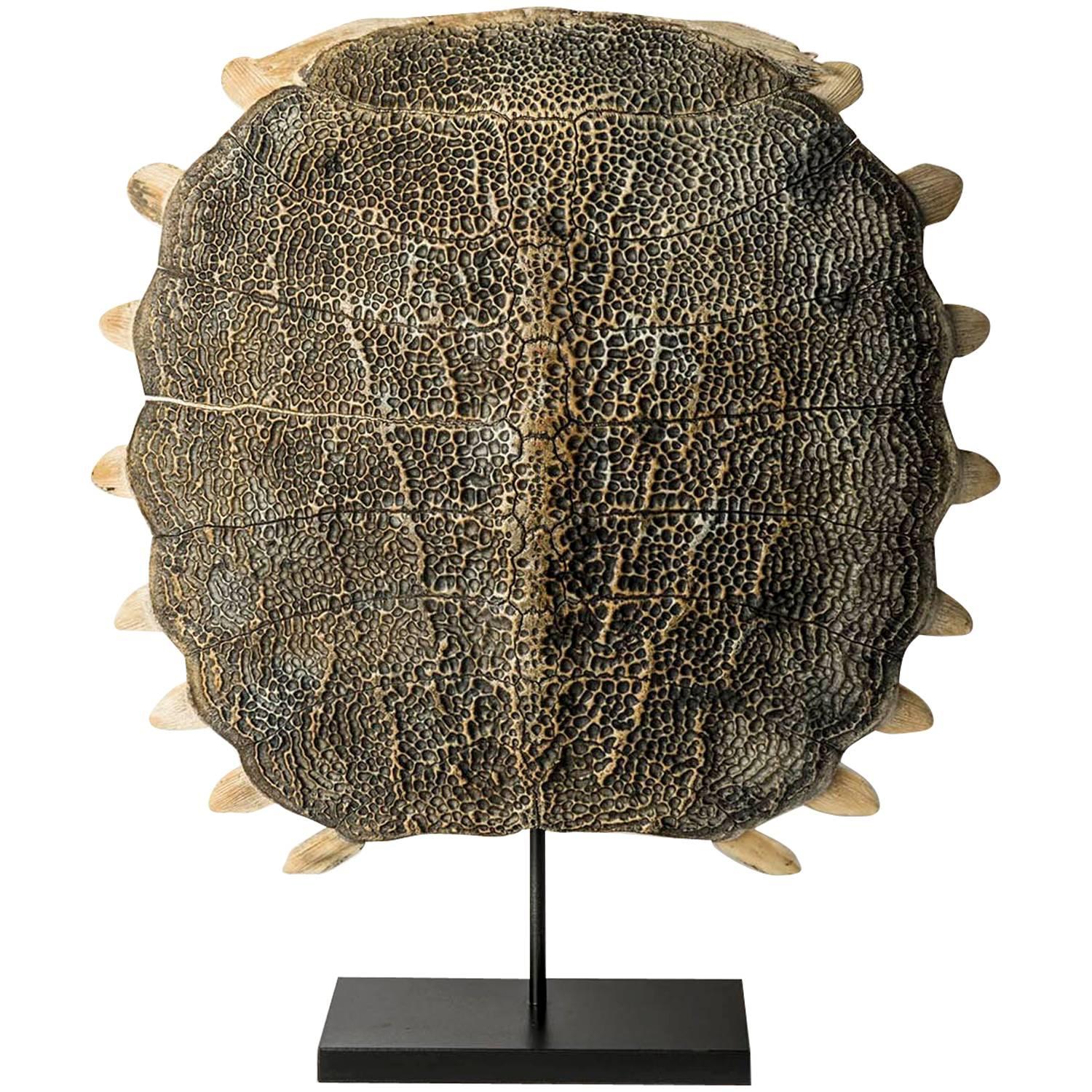 Freshwater Turtle Shell, Soft Shell, Asia