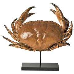 Mounted Sea Crab Cancer Pagurus