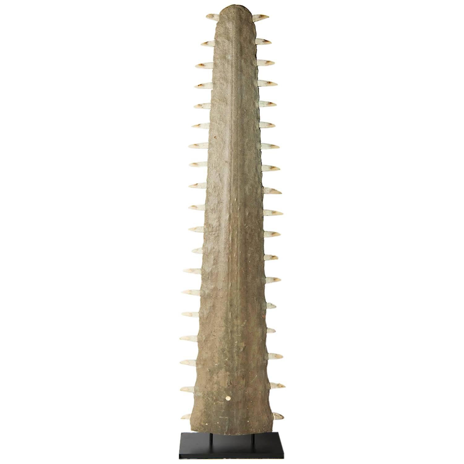 Sawfish Rostrum Pristis Sp