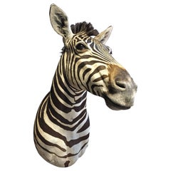 Magnificent taxidermy zebra head