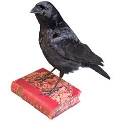 Black crow on book 