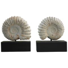 Pair of Vintage 1970s Italian Mounted Fossil Objects