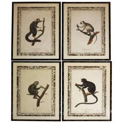 Set of Four Framed Prints of Monkeys, 19th Century