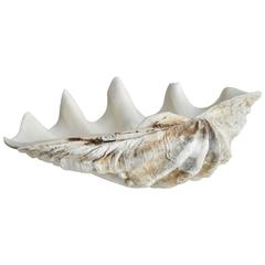 Large Natural Clam Shell