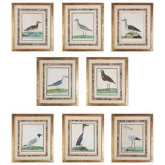 Antique Set of Eight Ornithological Prints by Eleazar Albin