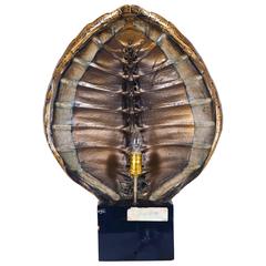 Faux Tortoise Shell Table Lamps 10