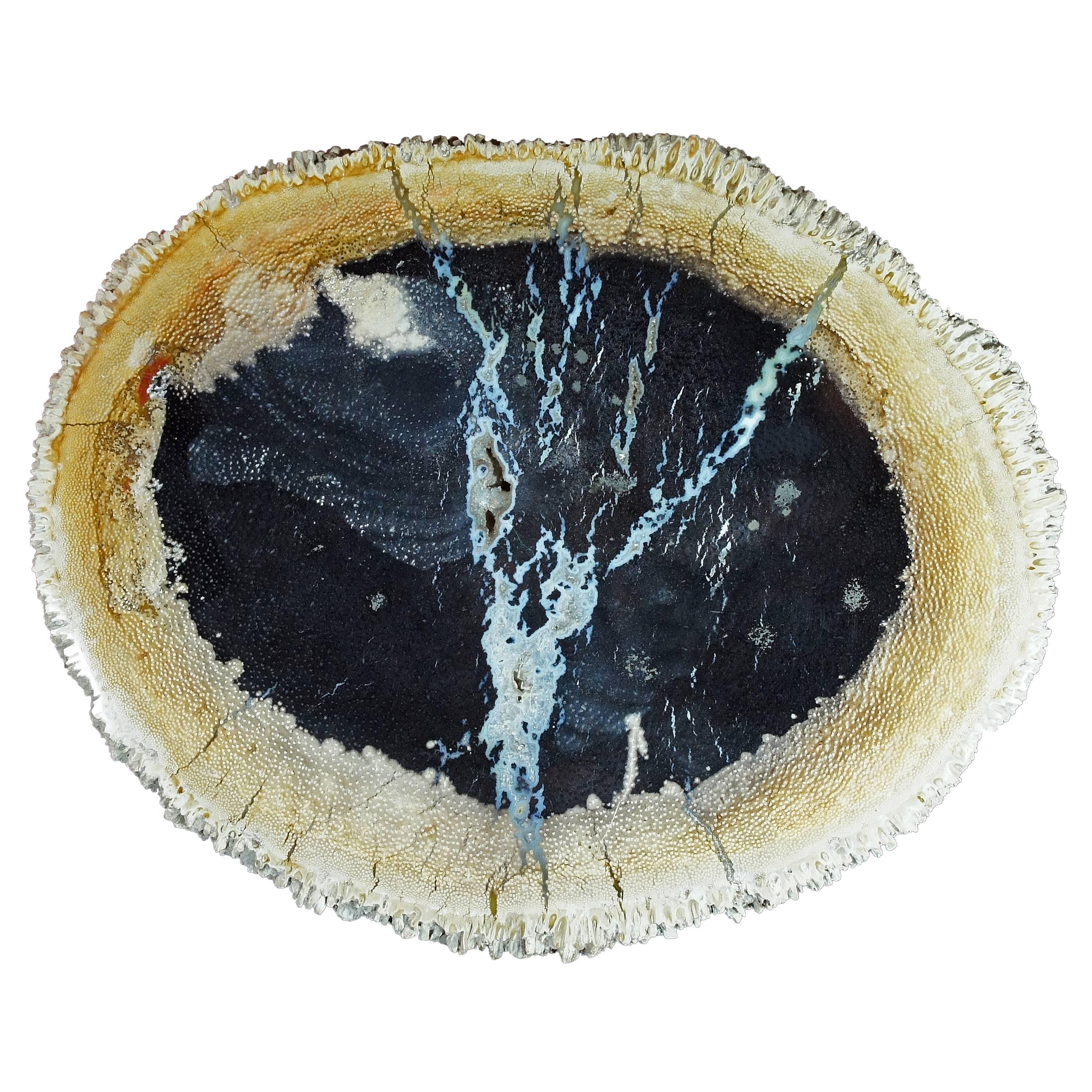 Petrified Wood