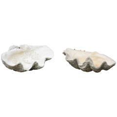 Pair of Rare Giant Natural Clam Shells