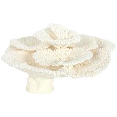 Large Table Coral Sculpture