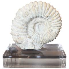 Large Ammonite Fossil on Lucite