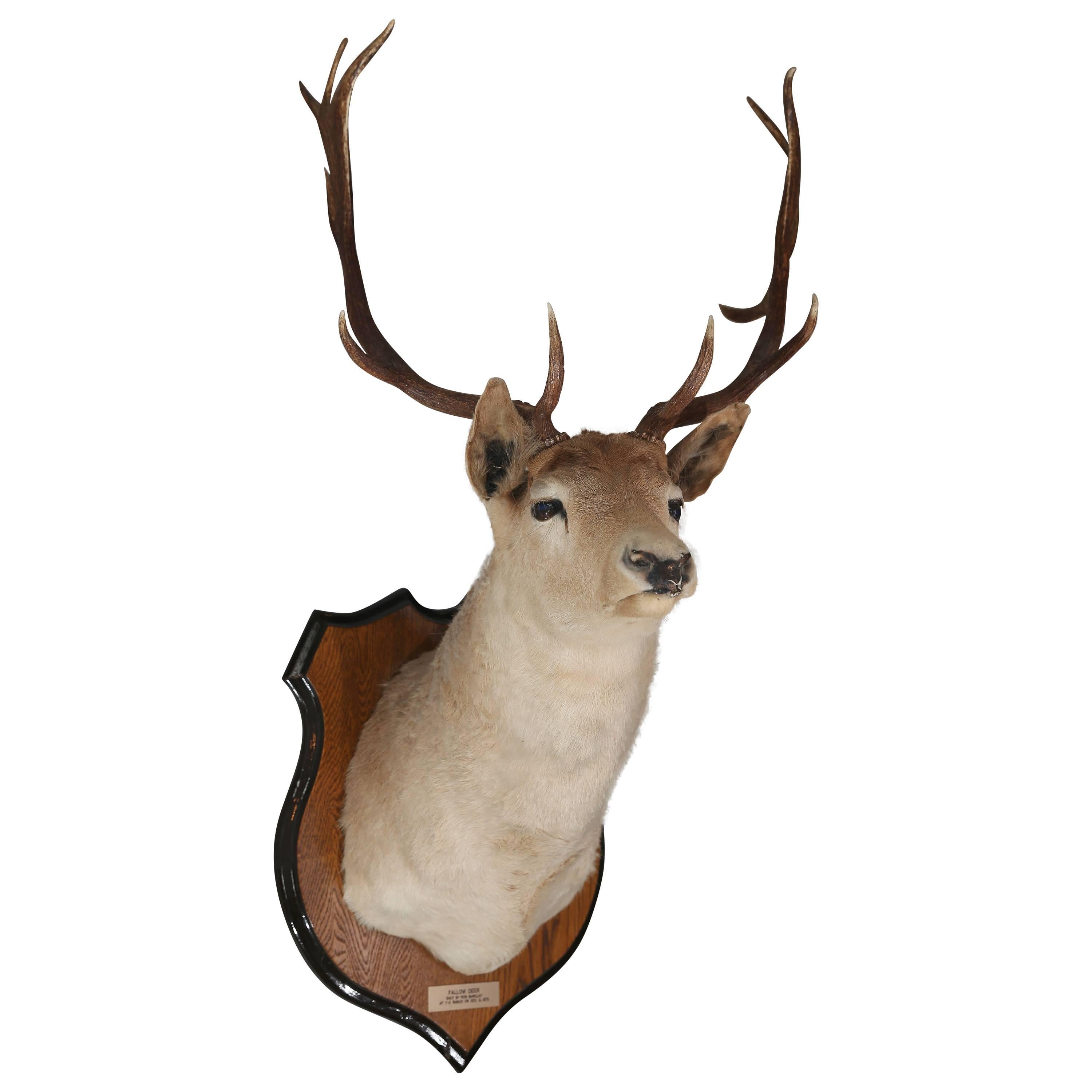 Fallow Taxidermy  For Sale